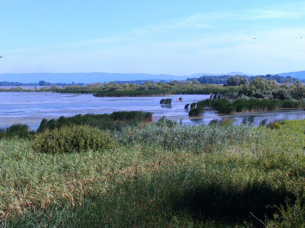 Divici – Pojejena